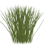 Gras