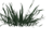 Gras