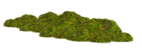 Gras