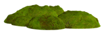 Gras