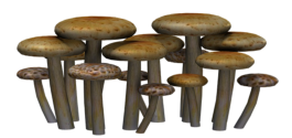 Pilze