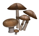 Pilze