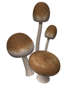 Pilze