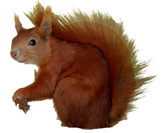 Eichhörnchen 1