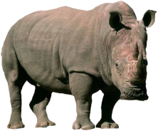 Nashorn
