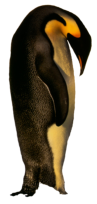 Pinguin 1