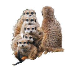 Erdmännchen