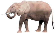 Elefant 2
