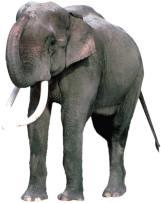 Elefant 1
