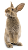Hase 1