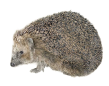 Igel 1