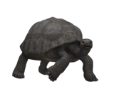 Schildkröte