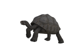 Schildkröte