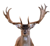 Hirsch