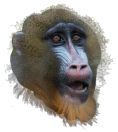 Affe