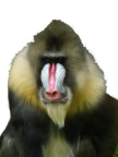 Affe