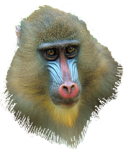 Affe