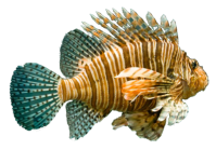 Fisch