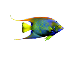 Fisch