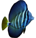 Fisch