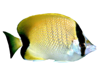 Fisch