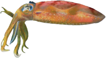 Fisch