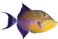 Fisch