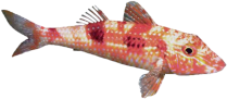 Fisch