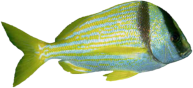 Fisch