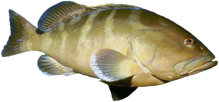 Fisch