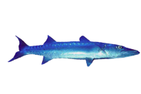 Fisch