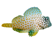 Fisch