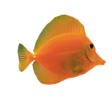 Fisch