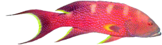 Fisch