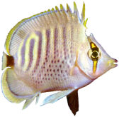 Fisch