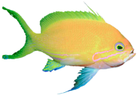 Fisch