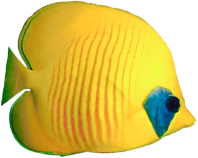 Fisch