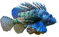 Fisch