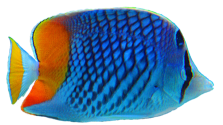 Fisch