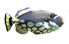 Fisch