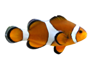 Fisch