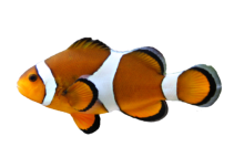 Fisch