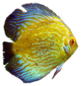 Fisch