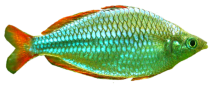 Fisch