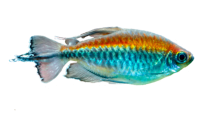 Fisch