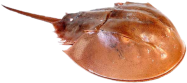 Fisch