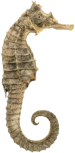 Fisch