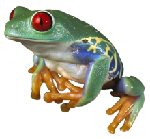 Frosch