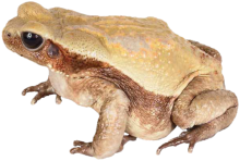 Frosch