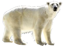 Eisbär